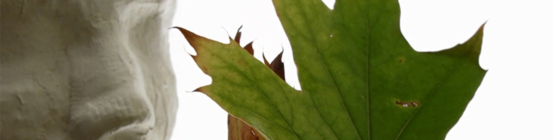 Das Bild zeigt einen Menschen und vor ihm Baumblätter.